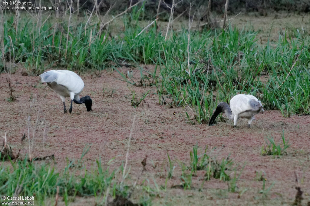 Ibis à tête noire