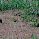 Ibis à tête noire