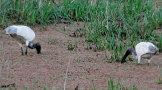 Ibis à tête noire