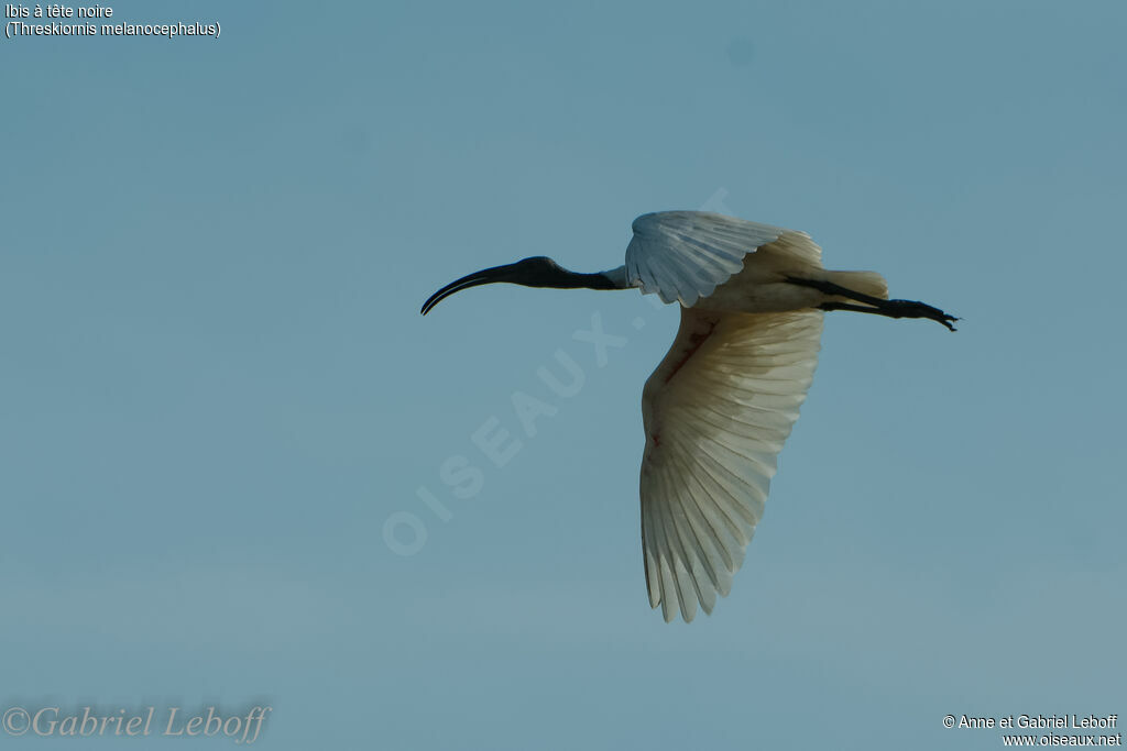 Black-headed Ibis