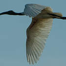 Ibis à tête noire