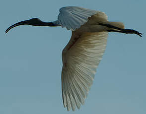 Ibis à tête noire