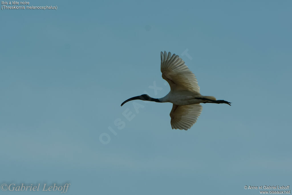 Ibis à tête noire