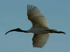 Black-headed Ibis