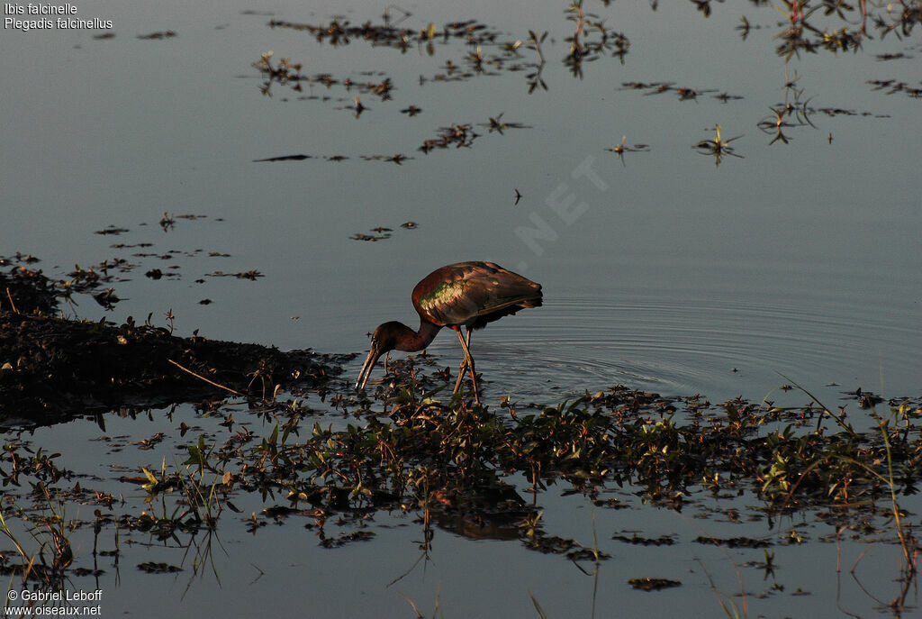 Glossy Ibis