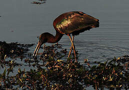 Ibis falcinelle