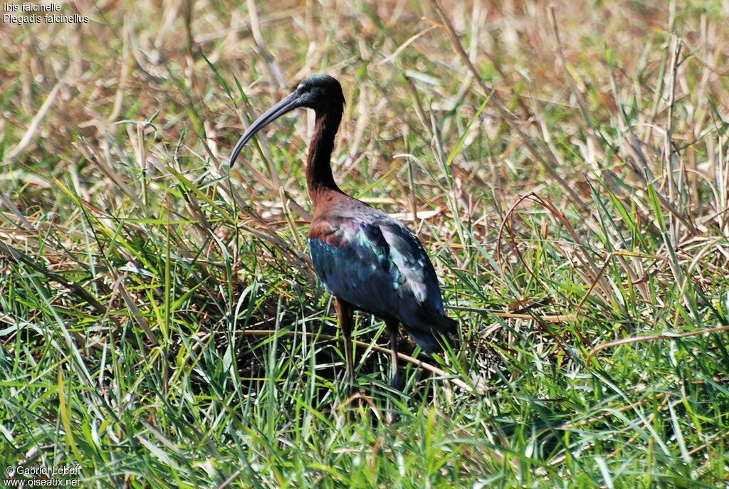 Ibis falcinelle