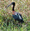 Ibis falcinelle