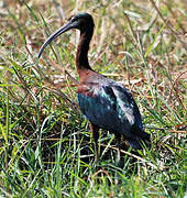 Glossy Ibis