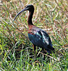 Ibis falcinelle