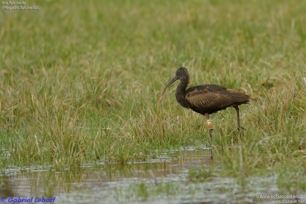 Ibis falcinelle