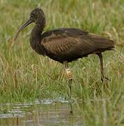 Glossy Ibis