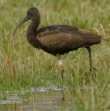 Ibis falcinelle