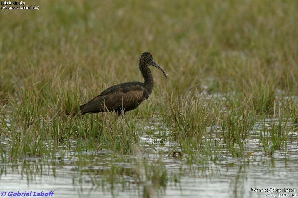 Ibis falcinelle