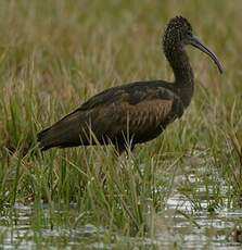 Ibis falcinelle