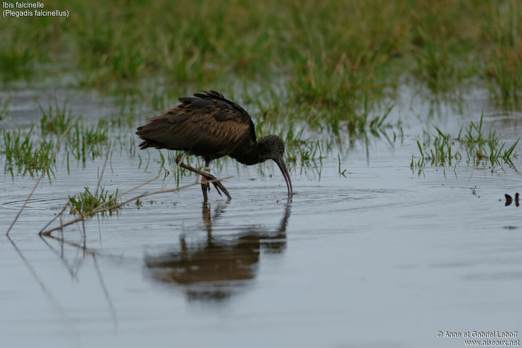 Ibis falcinelle