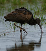 Glossy Ibis