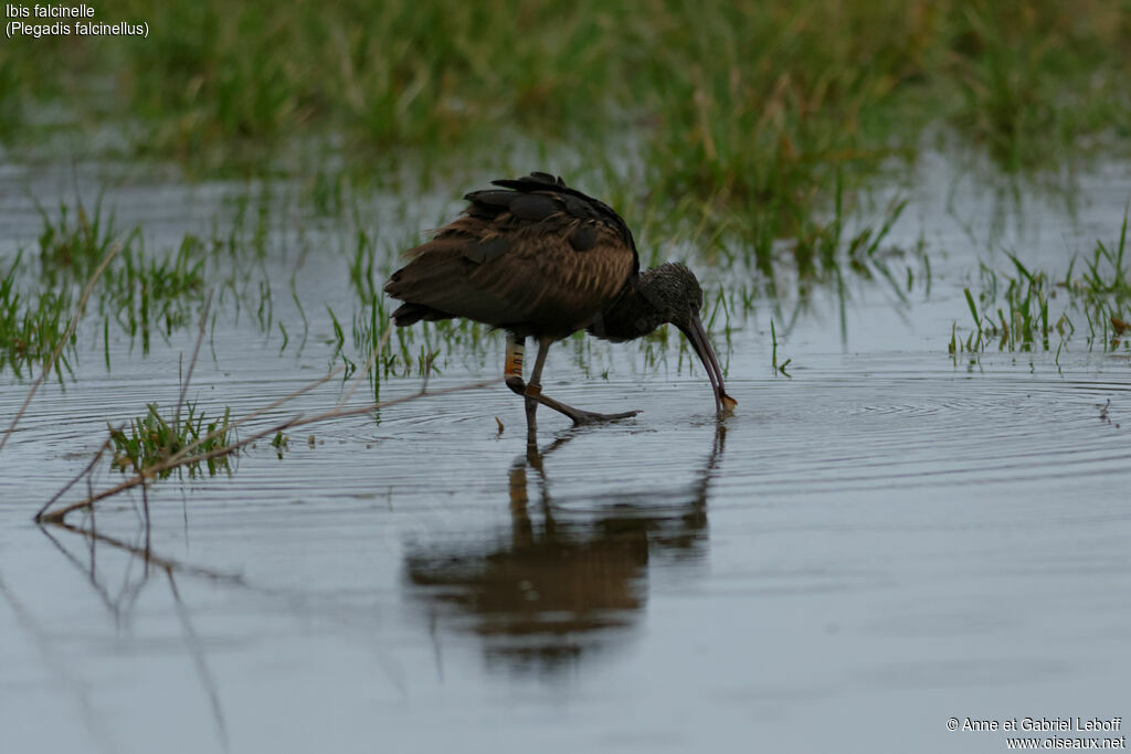 Ibis falcinelle