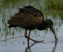 Glossy Ibis