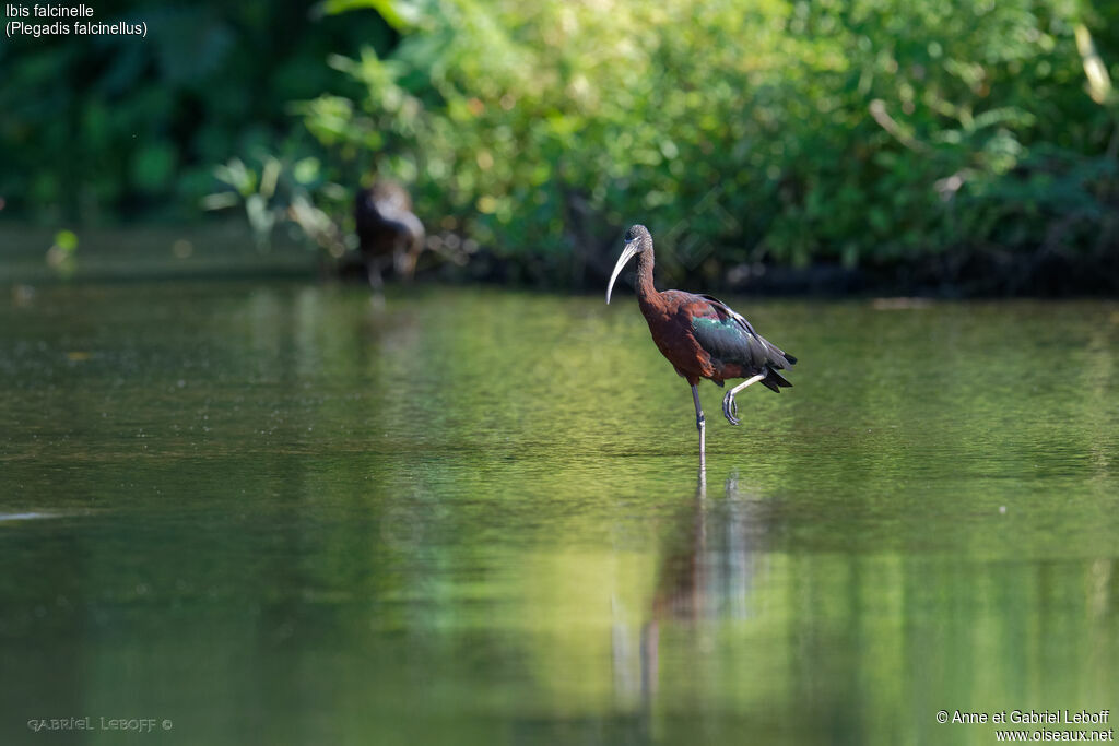 Ibis falcinelle