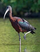 Glossy Ibis