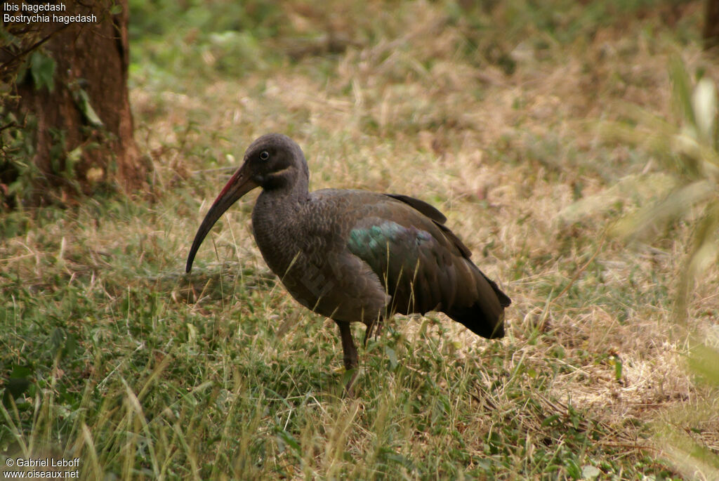 Hadada Ibis