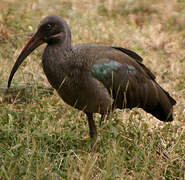 Hadada Ibis