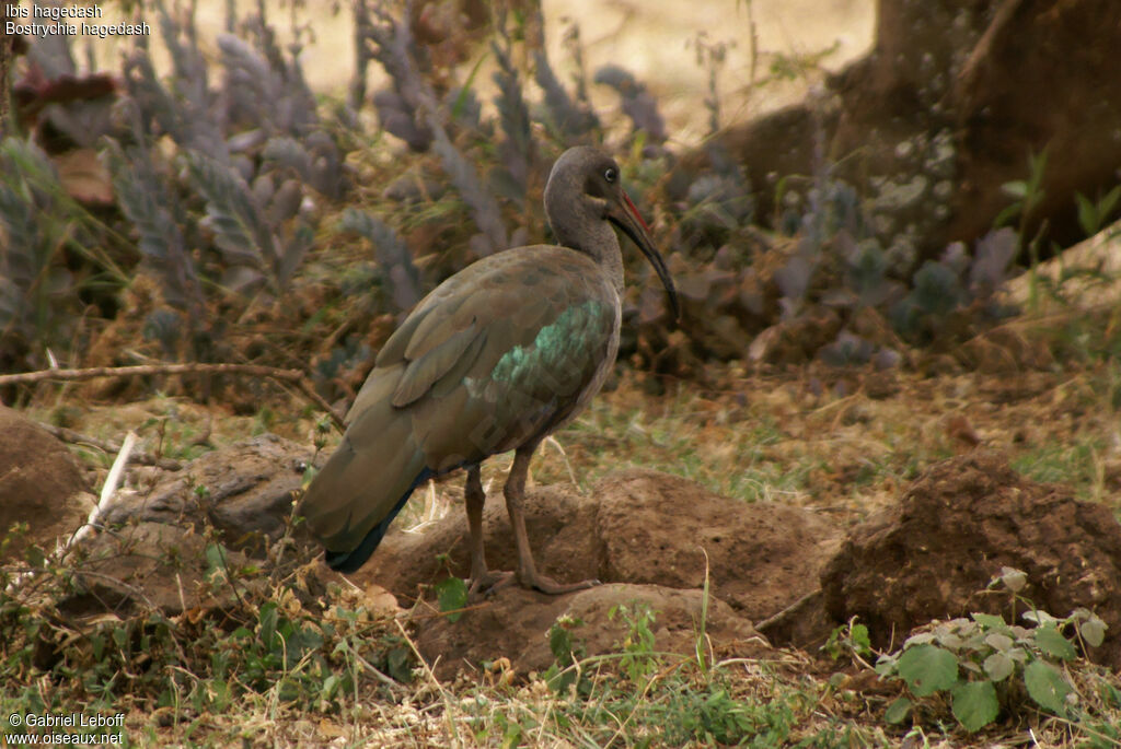 Hadada Ibis