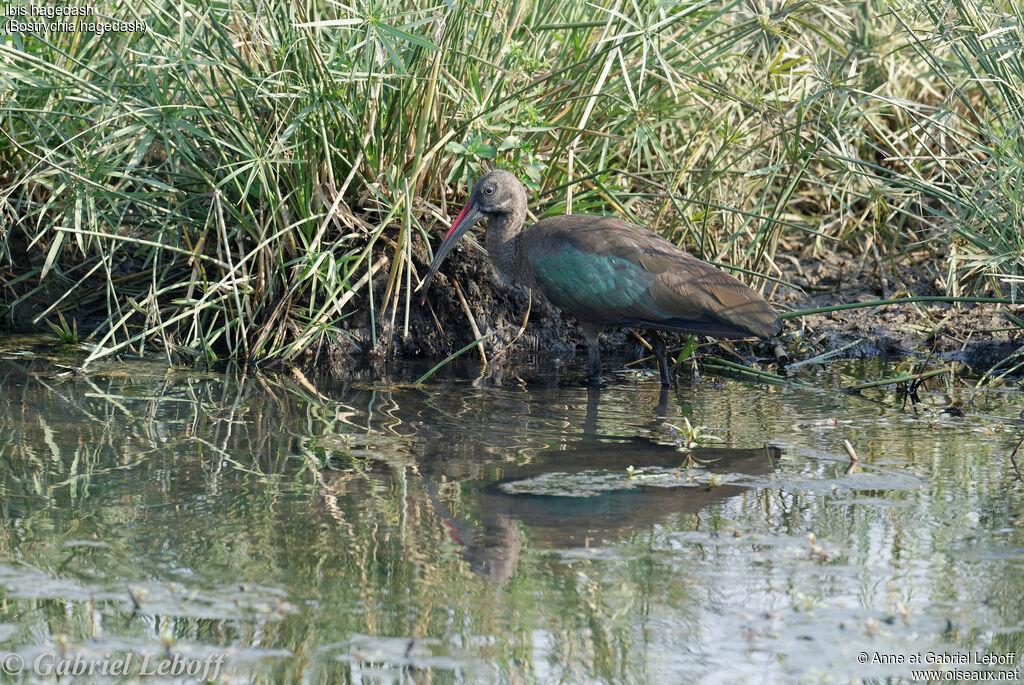 Hadada Ibis