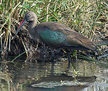 Hadada Ibis