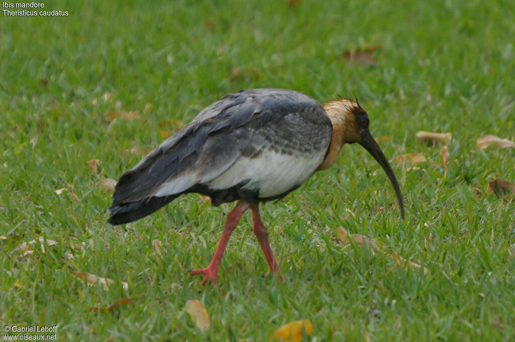 Buff-necked Ibis