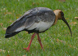 Buff-necked Ibis