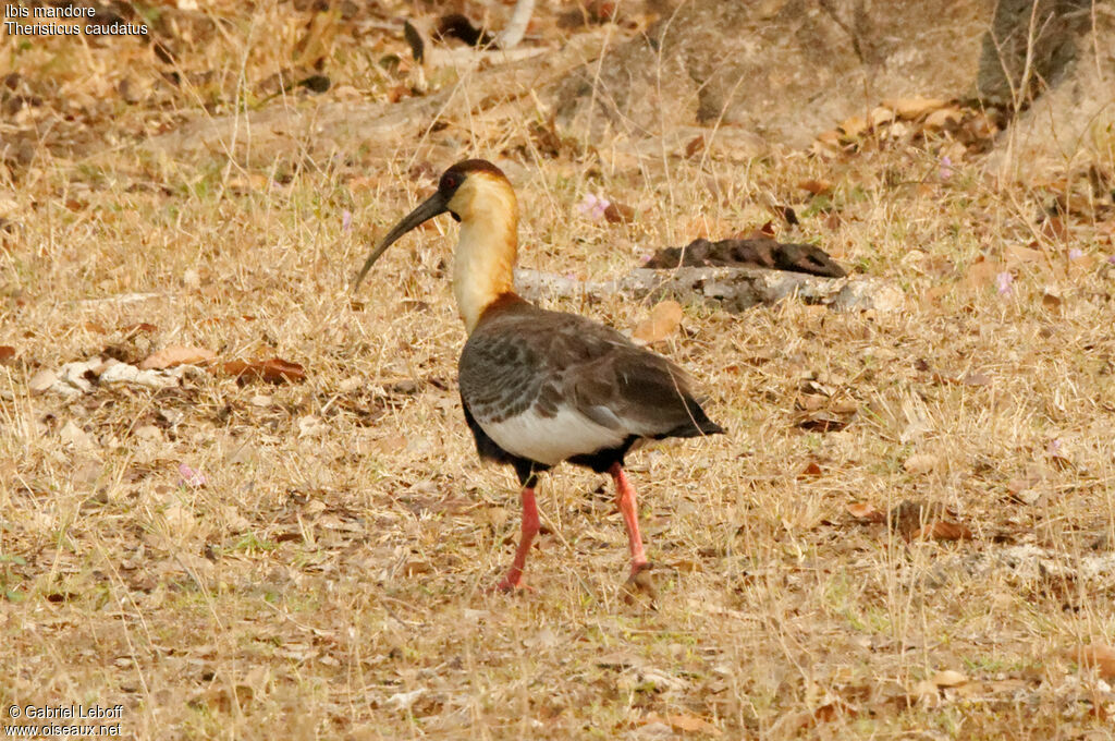 Buff-necked Ibis