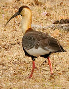 Buff-necked Ibis