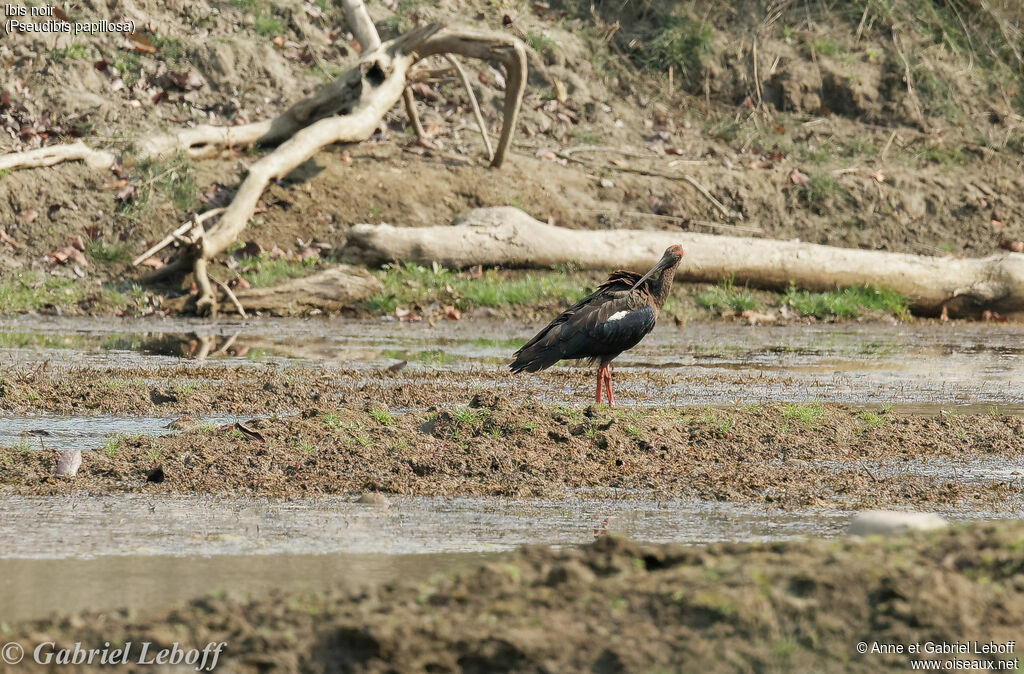 Red-naped Ibis