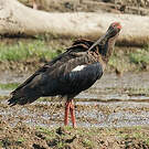 Ibis noir