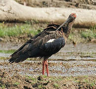 Red-naped Ibis