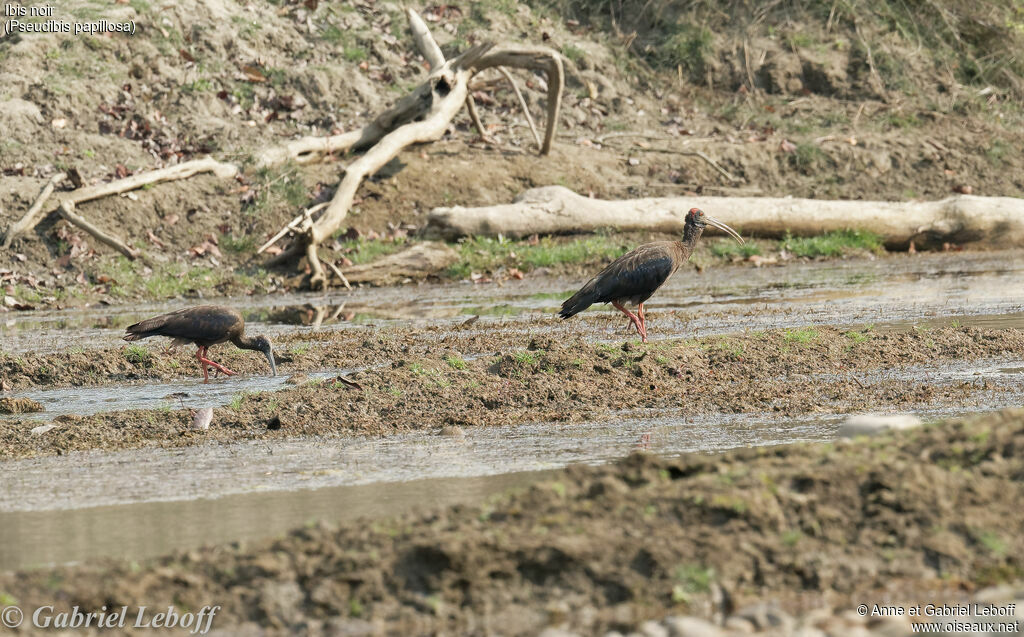 Red-naped Ibis