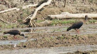 Red-naped Ibis