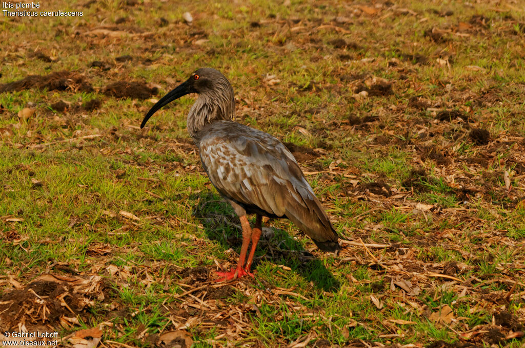 Ibis plombé