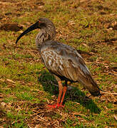 Plumbeous Ibis