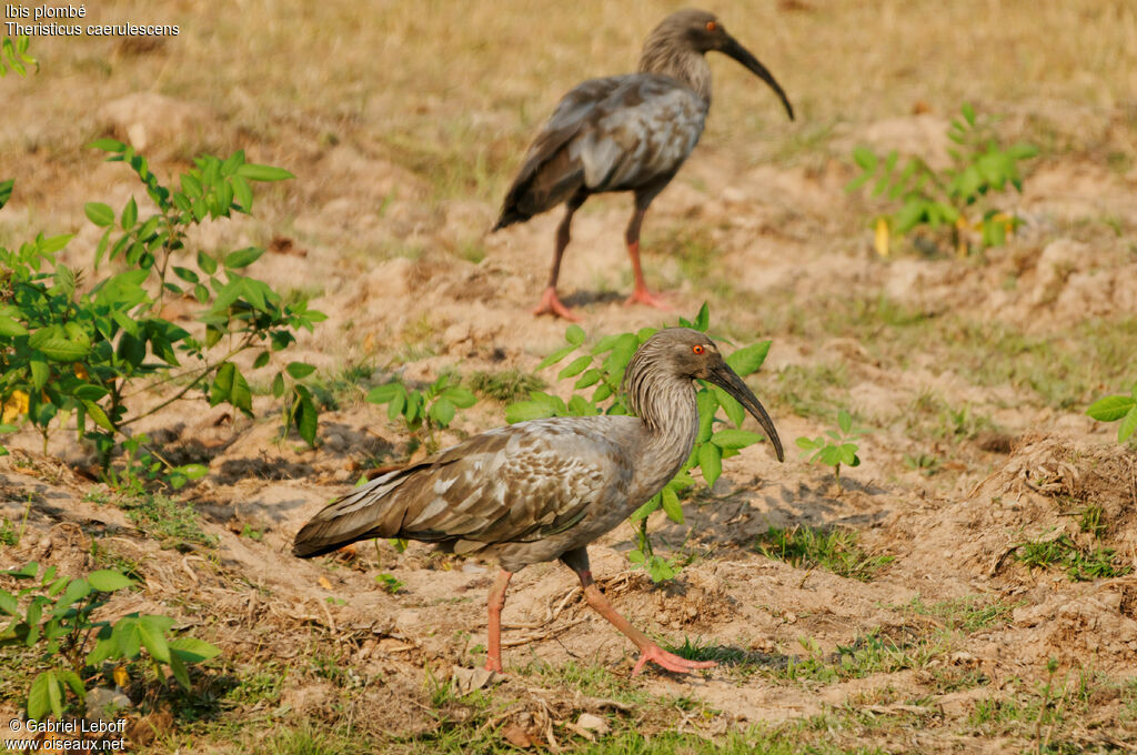 Ibis plombé