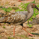 Ibis plombé