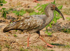 Ibis plombé