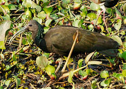 Green Ibis