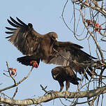 Aigle lancéolé