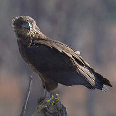 Bateleur des savanes