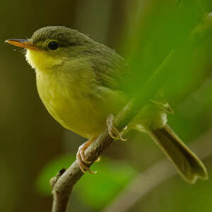 Bulbul à bec court