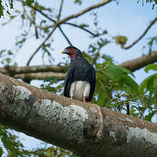 Caracara à gorge rouge