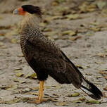 Caracara huppé